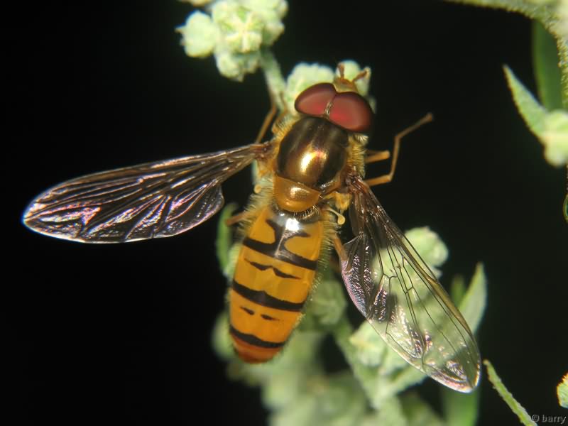 Episyrphus balteatus (De Geer, 1776)